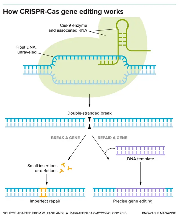 CRISPR - ranking option ranked #14