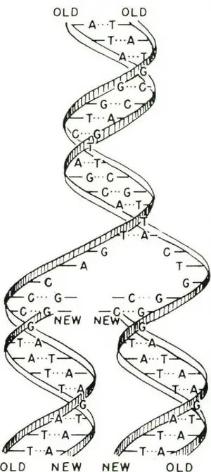 DNA Double Helix — ranked #9